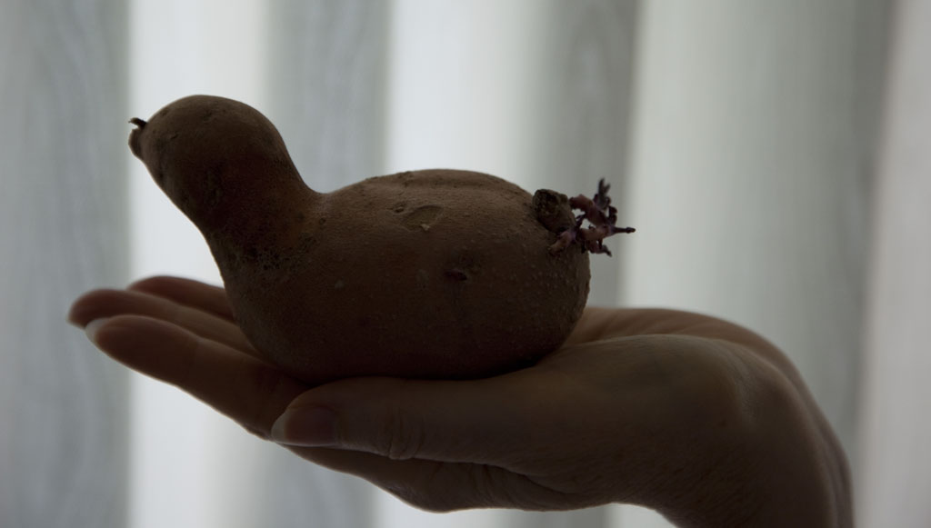 The Potato Duck